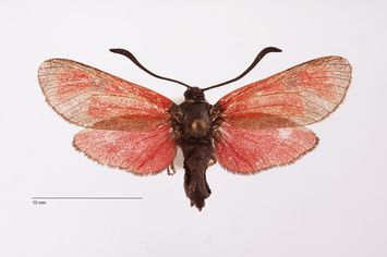 Vorschaubild Zygaena achilleae ab. rubrescens Reiss, 1922